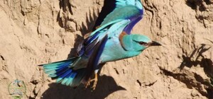 Тропічні червонокнижні птахи прилетіли до Одеської області