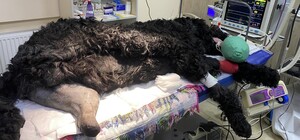 У Харкові пораненому собаці вперше встановили біоінтегрований протез