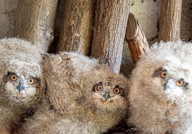 В Одеському зоопарку народилися милі пташенята сови. 