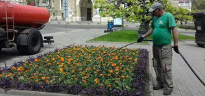 Возле Оперного в Одессе высадили экзотическое растение 