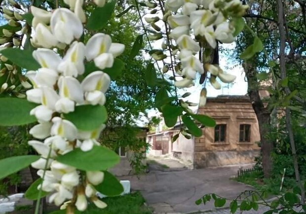 Невероятная красота и запах: в Одессе цветут акации. 
