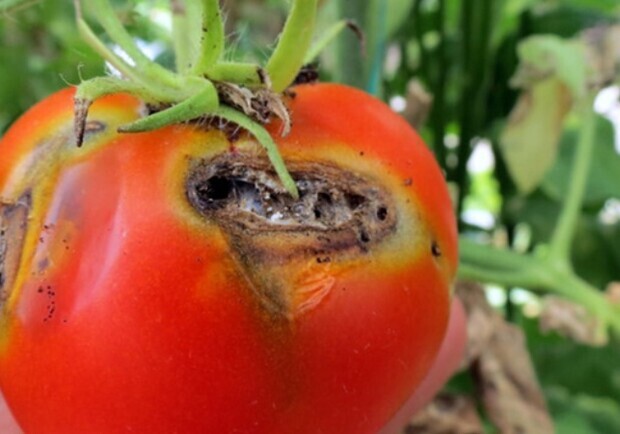 На Одещину завезли небезпечні томати з Туреччини, але їх відправили назад. 
