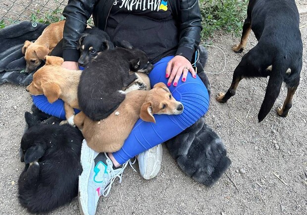 В Одессу привезли первых спасенных животных из Херсона: как помочь. 