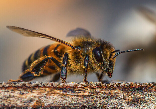На Одещині бджоли сильно покусали трьох людей. 