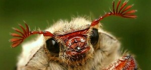 Куди зі Львова зникли хрущі 