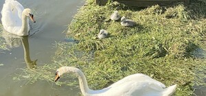 У парку Перемоги у пари лебедів з'явилися пташенята