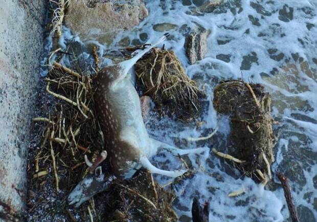Труп оленя та кишкові інфекції: що знайшли в одеському морі. 