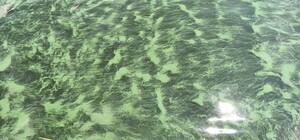 В Одесі почало цвісти море: воно позеленіло (фото, відео)