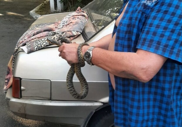 В Одессе змея заползла под авто: пришлось звонить директору зоопарка. 