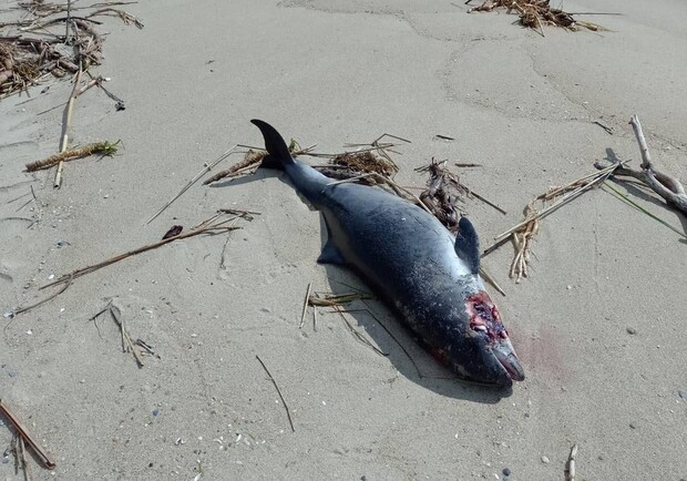  В Одесской области на берег выбросило мертвого дельфина. 