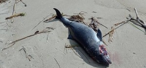 На Одещині на берег викинуло мертвого дельфіна