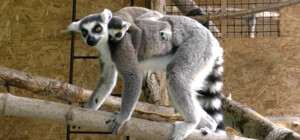 В Киевском зоопарке родились лемуры: график работы и цены на билеты