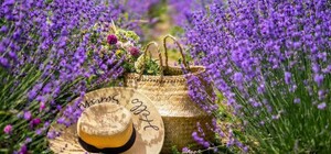 Под Одессой цветут лавандовые поля: где полюбоваться 