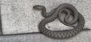 Возле Украинского театра в Одессе заметили водяного ужа: позвонили Белякову 