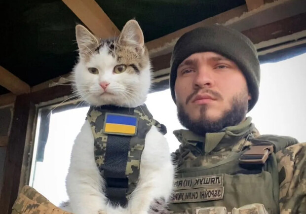 На Одещині зник бойовий котик "Шайба". 