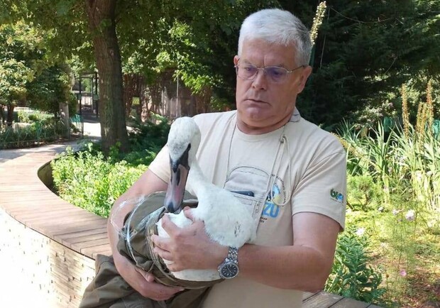 В Одесі врятували двох лебедів, які впали на дах приватного будинку.