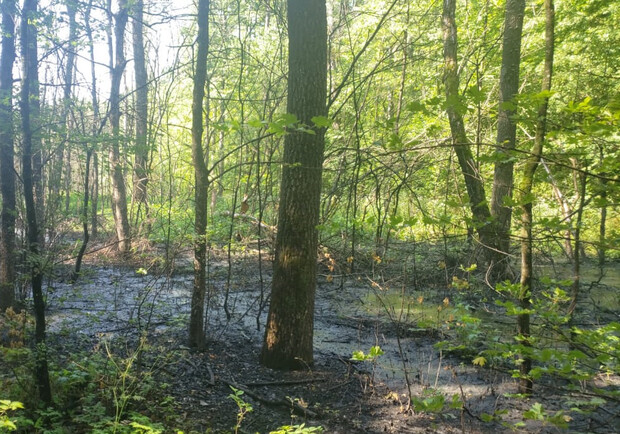 Директор коммунального предприятия загрязнил Французский лес в Одесской области: погибли 200 деревьев. 