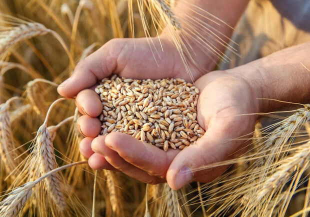 ООН може передати аграріям Одеської області зерно: як отримати. 