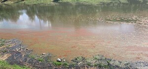 В озере на Северной Салтовке появились розовые пятна