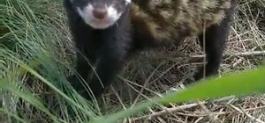 Червонокнижну тварину помітили в Дніпропетровській області