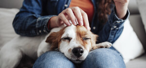 В июне киевляне приютили рекордное количество животных