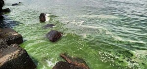 Свіжий моніторинг води в Одесі: що відомо на 14 липня