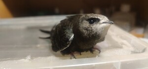 В Днепре дети играли в футбол стрижем