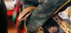 В Киеве экзотическая змея заползла в квартиру к девушке