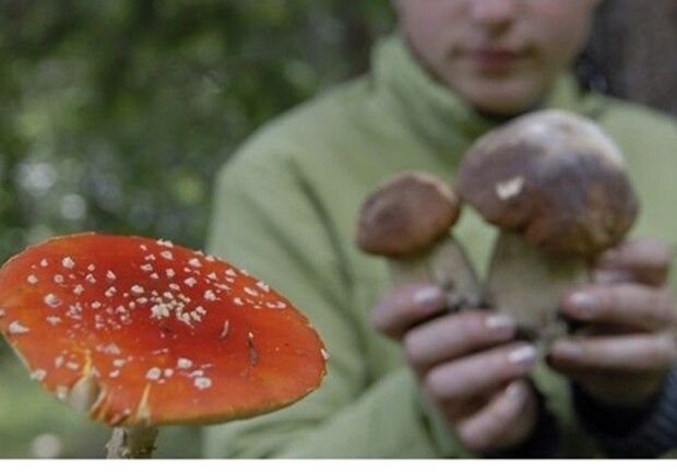 На Одещині жінка отруїлася грибами. 