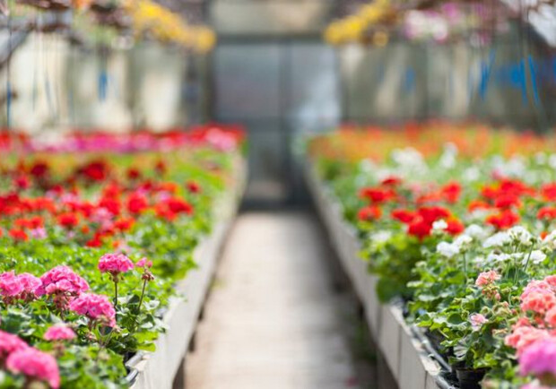 Одеський "Міськзелентрест" оголосив багатомільйонний тендер на ремонт квіткових теплиць. 