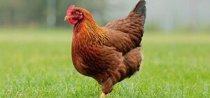 У Дніпро та область заборонили завозити птахів, яйця та продукти птахівництва з Польщі 