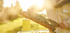 Медовый спас или Маковея 2023 года: обычаи, традиции, приметы