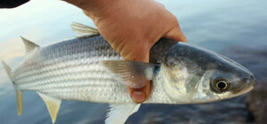 В Одесі та Одеській області заборонили ловити кефаль