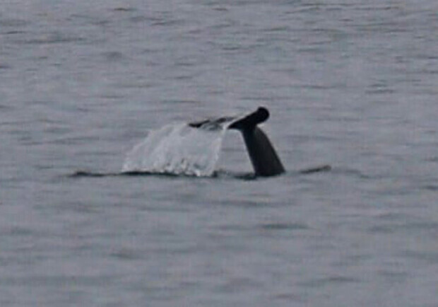 В Черном море погибли около 1000 дельфинов. 