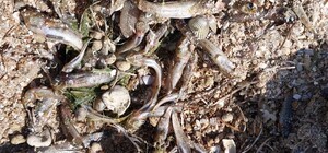 На Тилігульському лимані на Одещині помітили масовий мор риби