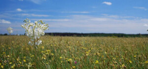 В Одесской области хотят образовать новые заповедные зоны