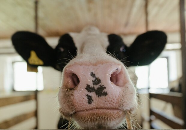 В Одесской области 16-летняя девушка украла чужую корову и продала ее на мясо.