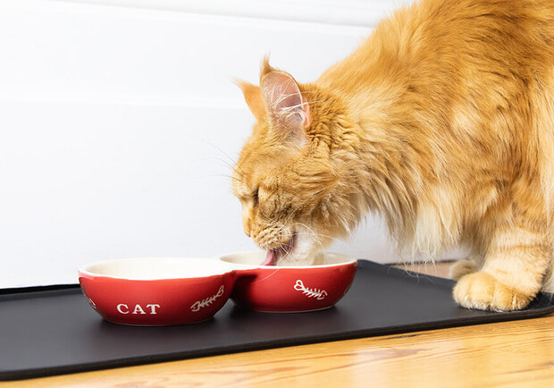 Как выбрать корм для кошек: классификация и практические советы - фото