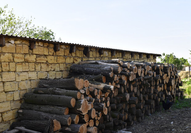 В нацпарке в Одесской области незаконно срубили деревья на 80 миллионов. 