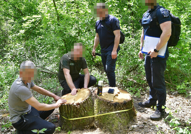 Скандал с вырубкой деревьев в нацпарке Одесской области: в "Лесах Украины" считают, что все законно. 