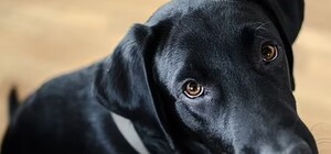 В Дніпропетровській області чоловік скинув собаку з 8 поверху