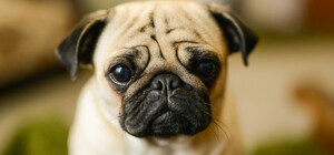 В Киеве неизвестные отравили собак