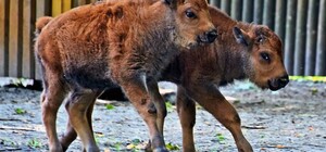 В Киевском зоопарке родились детеныши бизона