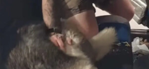 Вырезал крест на носу собаки: в Кривом Роге мужчина жестоко 