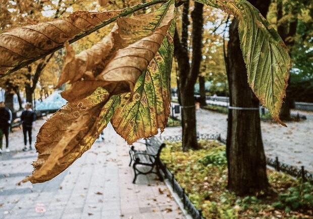 В Одесу нарешті прийшла справжня осінь (фото). 