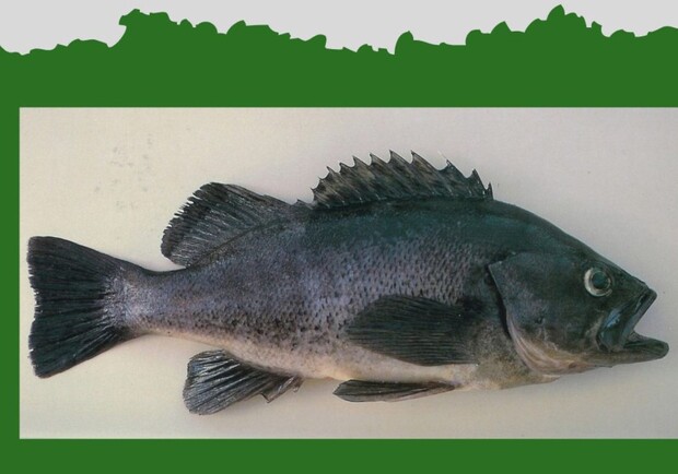 Можливо, в Одесі: у Чорному морі з'явився новий вид риби. 