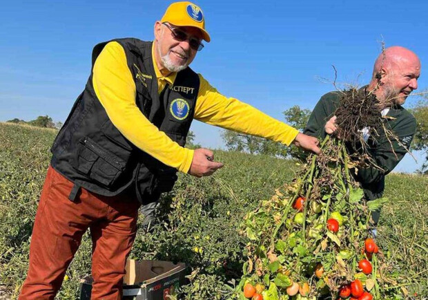Фермер з Одеської області зібрав 192 помідори з одного куща та встановив рекорд України. 