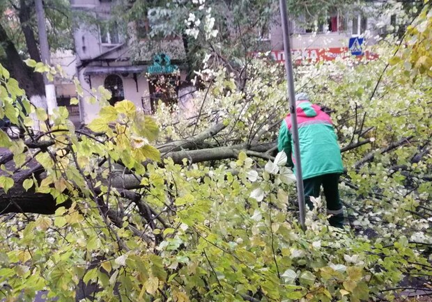 Непогода: сильный ветер в Одессе повалил 46 деревьев и больших веток (фото) - фото