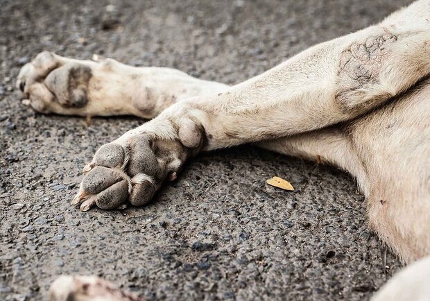 В Одесской области мужчина забил собаку до смерти на глазах у детей. 