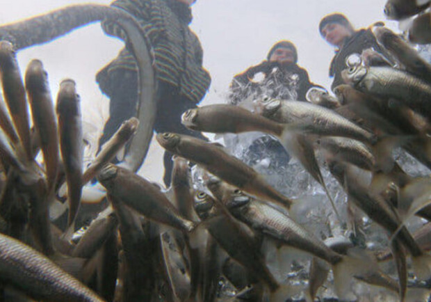 На Одещині заборонять ловити рибу у зимувальних ямах. 
